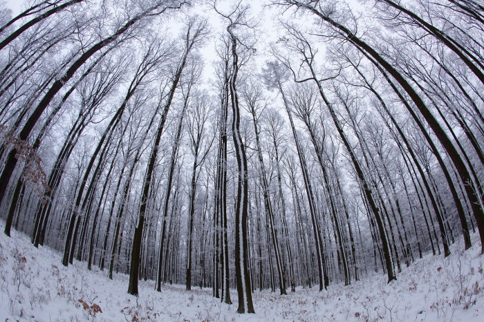 Čechy - Křivoklátské lesy