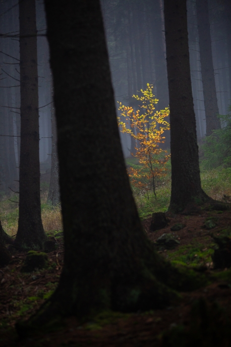 Čechy - Šumava